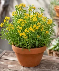 Mexican Tarragon Live Plant - Sweet Herb, Tropical Herb, 4-6 Inch Tall - Image 1
