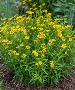 Mexican Tarragon Live Plant - Sweet Herb, Tropical Herb, 4-6 Inch Tall - Image 2