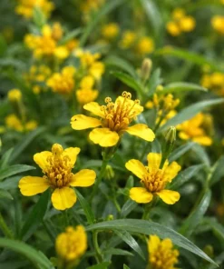 Mexican Tarragon Live Plant - Sweet Herb, Tropical Herb, 4-6 Inch Tall - Image 3