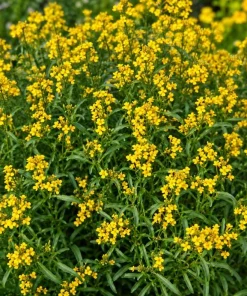 Mexican Tarragon Live Plant - Sweet Herb, Tropical Herb, 4-6 Inch Tall - Image 4