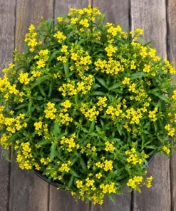 Mexican Tarragon Live Plant - Sweet Herb, Tropical Herb, 4-6 Inch Tall - Image 5