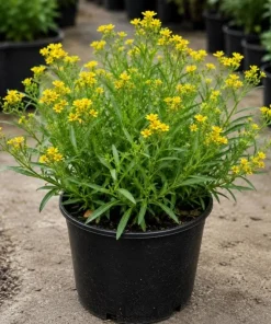 Mexican Tarragon Live Plant - Sweet Herb, Tropical Herb, 4-6 Inch Tall - Image 7