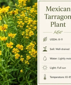 Mexican Tarragon Live Plant - Sweet Herb, Tropical Herb, 4-6 Inch Tall - Image 9