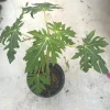 Mexico Papaya Tree Live Plant – 1 Gallon Pot – Tropical Fruit - Image 1