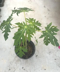 Mexico Papaya Tree Live Plant – 1 Gallon Pot – Tropical Fruit - Image 1
