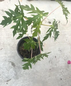 Mexico Papaya Tree Live Plant – 1 Gallon Pot – Tropical Fruit - Image 2