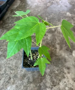 Mexico Papaya Tree Live Plant – 1 Gallon Pot – Tropical Fruit - Image 3