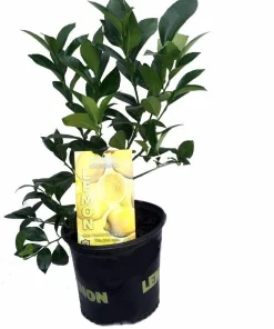 Meyer Lemon Tree Fruiting Live Plant – 5" Pot – Sweet Citrus for Indoors/Patio - Image 2