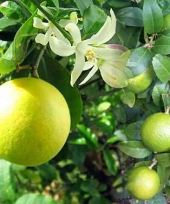 Meyer Lemon Tree Fruiting Live Plant – 5