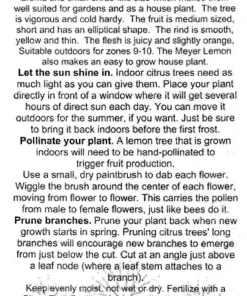 Meyer Lemon Tree Fruiting Live Plant – 5