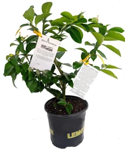 Meyer Lemon Tree Fruiting Live Plant – 5