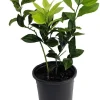 Meyer Lemon Tree Fruiting Live Plant – 5" Pot – Sweet Citrus for Indoors/Patio - Image 1