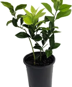Meyer Lemon Tree Fruiting Live Plant – 5