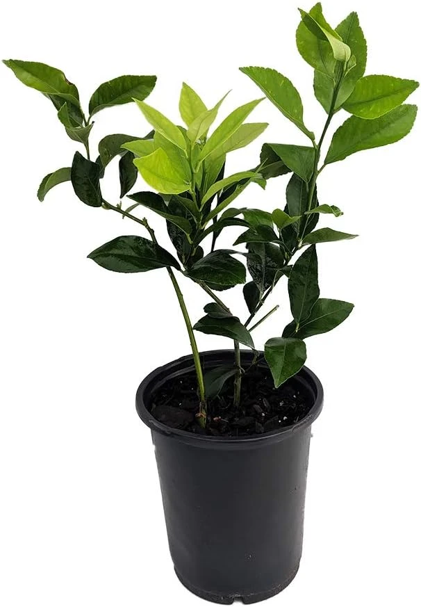 Meyer Lemon Tree Fruiting Live Plant – 5" Pot – Sweet Citrus for Indoors/Patio - Image 1