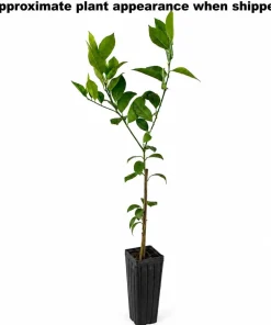 Meyer Lemon Tree Live Plant - 1.5-2.5 ft Tall Grafted in Gallon Pot - Fruit Tree - Image 3