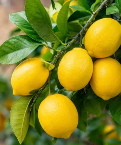 Meyer Lemon Tree Live Plant - 1.5-2.5 ft Tall Grafted in Gallon Pot - Fruit Tree - Image 4
