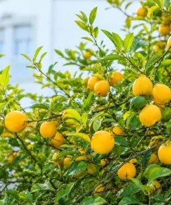 Meyer Lemon Tree Live Plant - 1.5-2.5 ft Tall Grafted in Gallon Pot - Fruit Tree - Image 5