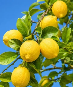 Meyer Lemon Tree Live Plant - 1.5-2.5 ft Tall Grafted in Gallon Pot - Fruit Tree - Image 6