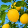 Meyer Lemon Tree Live Plant - 1.5-2.5 ft Tall Grafted in Gallon Pot - Fruit Tree - Image 1