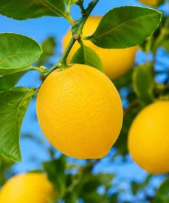 Meyer Lemon Tree Live Plant - 1.5-2.5 ft Tall Grafted in Gallon Pot - Fruit Tree - Image 1