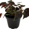 Micro Mo Begonia Live Plant - 2.5" Pot - Small Leaves - Indoor Houseplant - Image 1