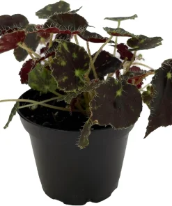 Micro Mo Begonia Live Plant - 2.5