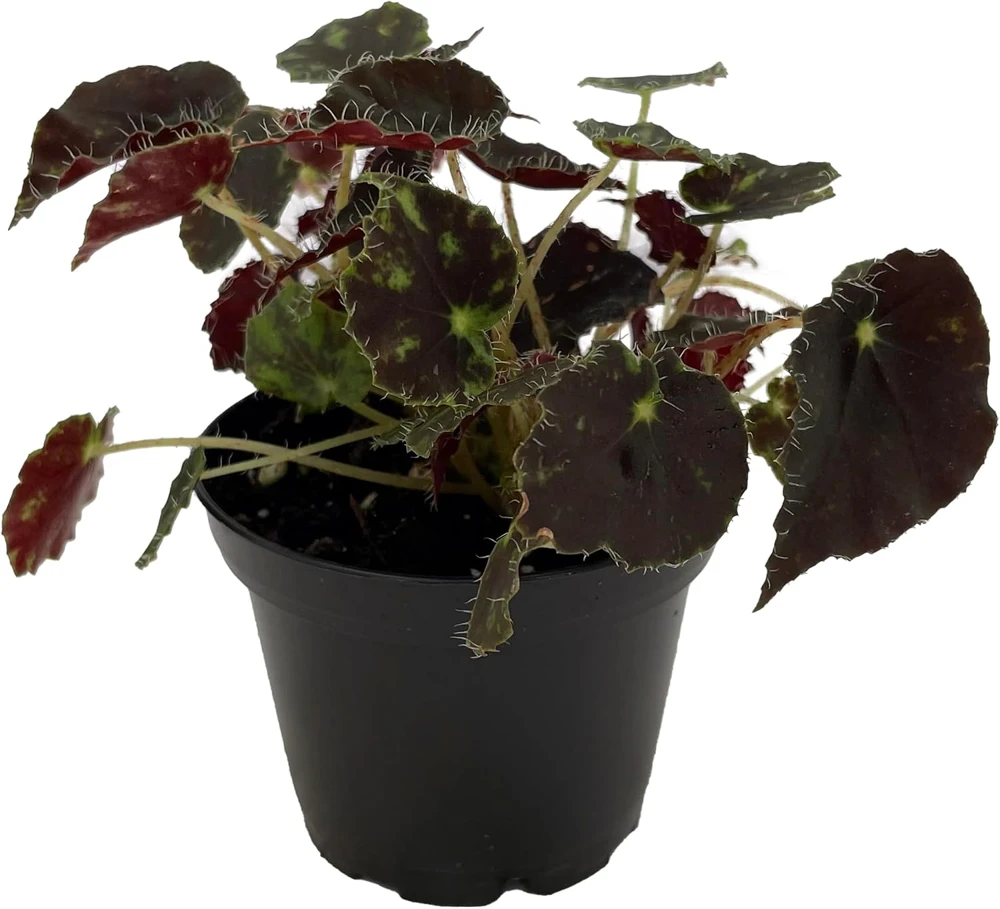 Micro Mo Begonia Live Plant - 2.5" Pot - Small Leaves - Indoor Houseplant - Image 1