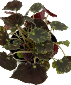 Micro Mo Begonia Live Plant - 2.5" Pot - Small Leaves - Indoor Houseplant - Image 2