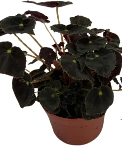 Micro Mo Begonia Live Plant - 2.5