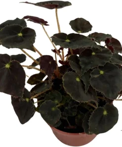 Micro Mo Begonia Live Plant - 2.5