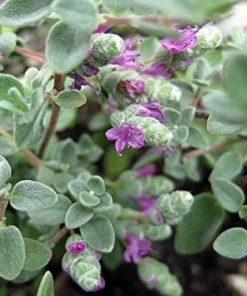 Micro Silver Oregano Live Plant - Edible Herb, 2.5" Pot, Indoor/Outdoor - Image 2