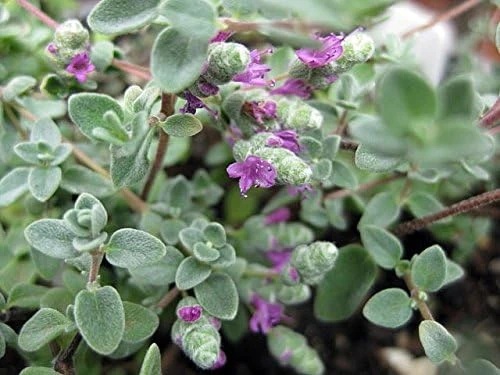 Micro Silver Oregano Live Plant - Edible Herb, 2.5" Pot, Indoor/Outdoor - Image 2