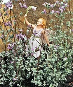 Micro Silver Oregano Live Plant - Edible Herb, 2.5
