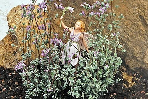 Micro Silver Oregano Live Plant - Edible Herb, 2.5" Pot, Indoor/Outdoor - Image 3