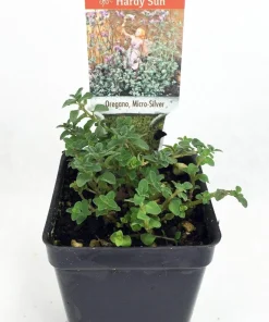 Micro Silver Oregano Live Plant - Edible Herb, 2.5