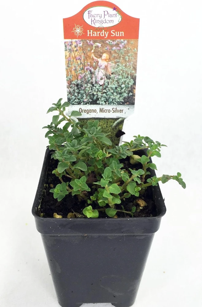 Micro Silver Oregano Live Plant - Edible Herb, 2.5" Pot, Indoor/Outdoor - Image 4