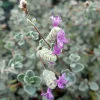 Micro Silver Oregano Live Plant - Edible Herb, 2.5" Pot, Indoor/Outdoor - Image 1