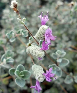 Micro Silver Oregano Live Plant - Edible Herb, 2.5