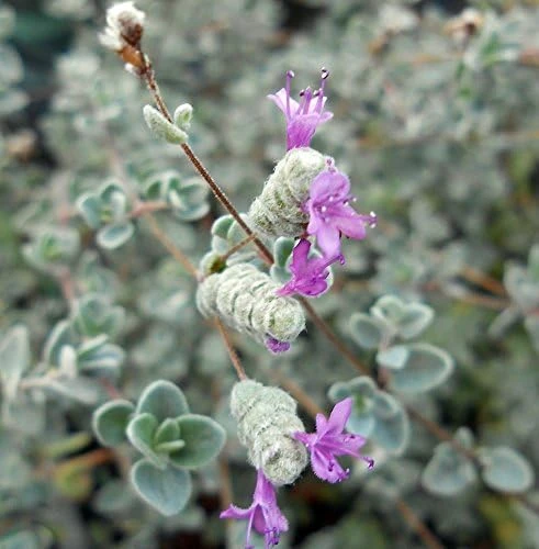 Micro Silver Oregano Live Plant - Edible Herb, 2.5" Pot, Indoor/Outdoor - Image 1