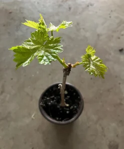 Midgely's Purple Seedless Grape Live Plant - 4 inch Pot - Image 2