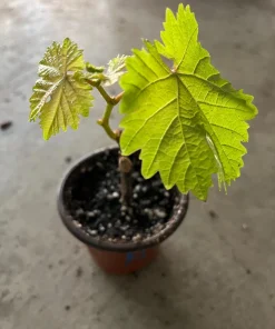 Midgely's Purple Seedless Grape Live Plant - 4 inch Pot - Image 3