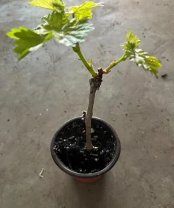 Midgely's Purple Seedless Grape Live Plant - 4 inch Pot - Image 4