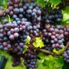 Midgely's Purple Seedless Grape Live Plant - 4 inch Pot - Image 1