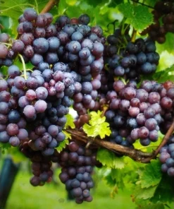Midgely's Purple Seedless Grape Live Plant - 4 inch Pot - Image 1
