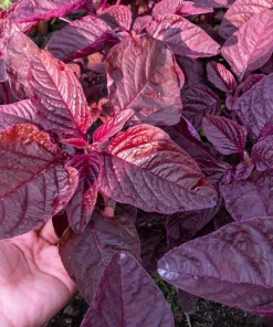 Midnight Red Amaranthus Seeds - 500 Count - Deep Red Foliage, Edible - Image 2