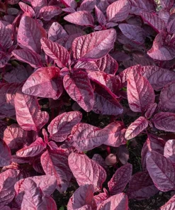 Midnight Red Amaranthus Seeds - 500 Count - Deep Red Foliage, Edible - Image 3