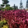 Midnight Red Amaranthus Seeds - 500 Count - Deep Red Foliage, Edible - Image 1