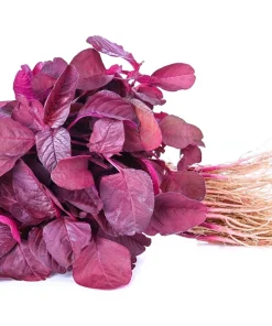 Midnight Red Amaranthus Seeds - 500 Count - Deep Red Foliage, Edible - Image 4