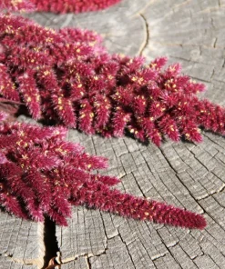 Midnight Red Amaranthus Seeds - 500 Count - Deep Red Foliage, Edible - Image 5