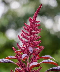 Midnight Red Amaranthus Seeds - 500 Count - Deep Red Foliage, Edible - Image 6